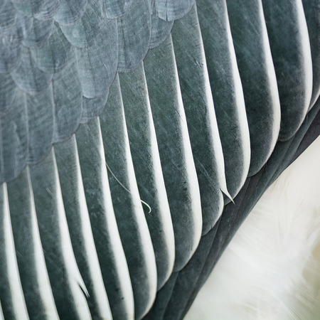 Texture abstract background, feathers of Greater Adjutant (Leptoptilos dubius)の写真素材