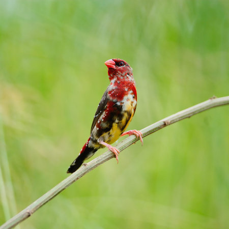 Beautiful red bird, juvenile male Red Avadavat (Amandava amandava) on the breeding plumage season, breast profileの写真素材