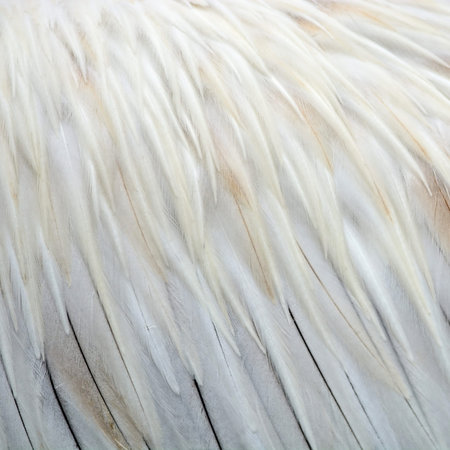 Texture abstract background, feathers of Spot-billed Pelecanus の写真素材