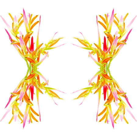 Tropical pink and orange Heliconia flower (Heliconia psittacorum Sassy) isolated on a white...