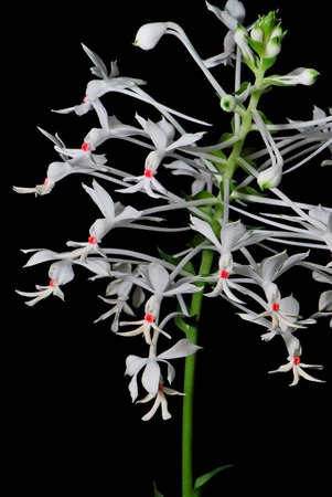 White ground orchid, Calanthe triplicata, native specie terrestrial orchid in the southeast asian areaの写真素材