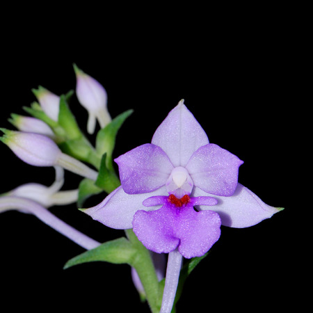 Beautiful purple ground orchid flower, Calanthe sylvatica or Calanthe masuca, isolated on a black backgroundの写真素材