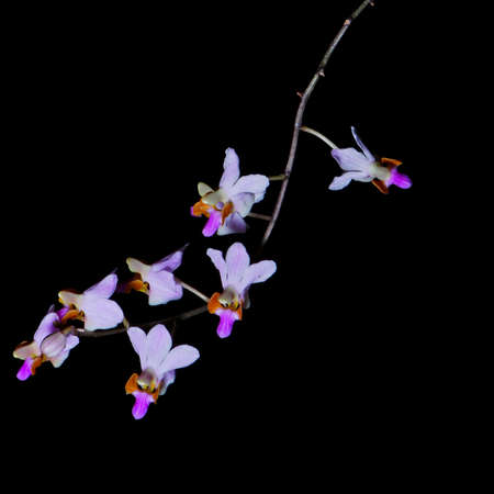 Beautiful pink terrestrial orchid, Doritis pulcherrima, isolated on a black backgroundの写真素材