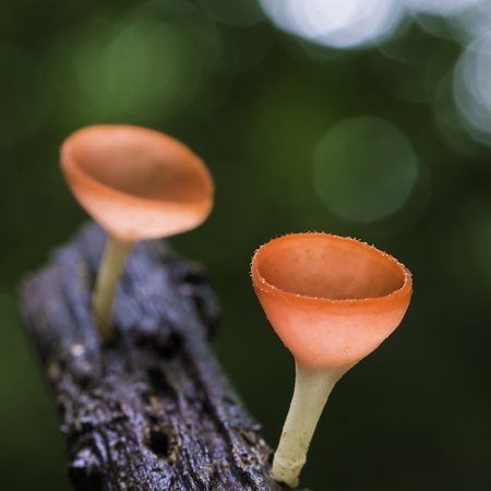 Beautiful red mushroom, Champagne Mushroom, in rain forest natureの写真素材