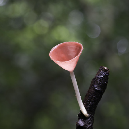 Beautiful red mushroom, Champagne Mushroom, in rain forest natureの写真素材