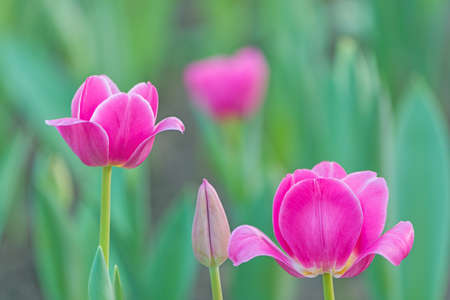 Beautiful pink tulip flower in field plantationの写真素材