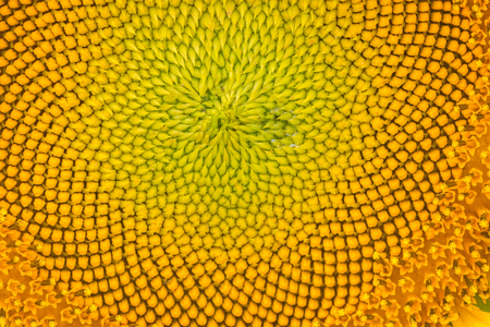 Yellow abstract texture background of sunflower petal closeupの写真素材