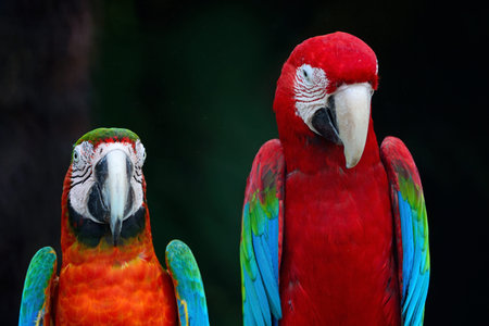 Beautiful parrot bird, Greenwinged Macaw and Harlequin Macaw in portrait profile