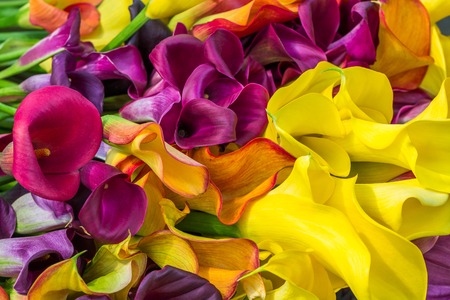 Multicolored calla lily flower, floral pattern, abstract backgroundの写真素材