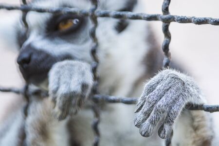 Monkey hand animal, out from the cage of zooの写真素材