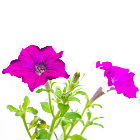 Beautiful purple petunia flower, isolated on white backgroundの写真素材