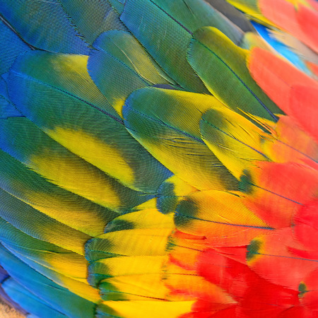 Beautiful bird feathers, Scarlet Macaw feathers pattern backgroundの写真素材