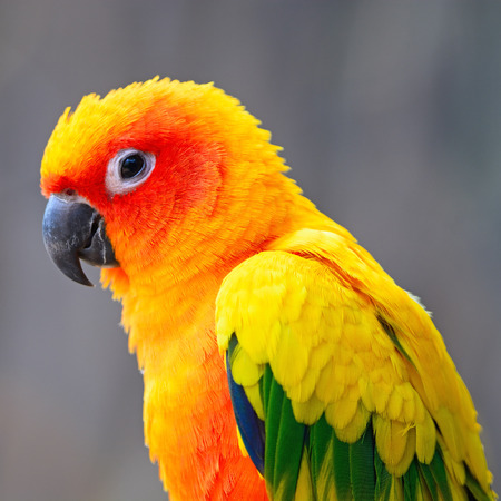 Colorful yellow parrot, Sun Conure (Aratinga solstitialis), portrait profileの写真素材