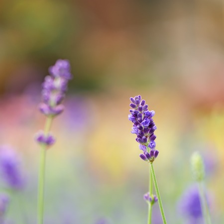 Blue or violet flower, lavender in field background, soft focusの写真素材