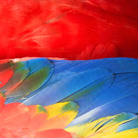 Beautiful bird feathers, Scarlet Macaw feathers pattern backgroundの写真素材