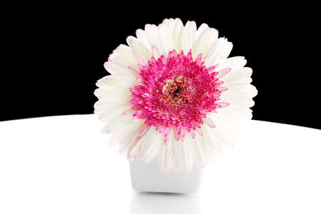 Beautiful white and pink gerbera flower in jarの写真素材