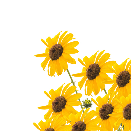 Beautiful yellow flower, Sunflower, isolated on white backgroundの写真素材