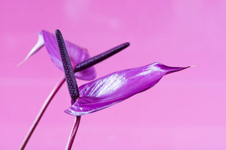 Beautiful purple flower, anthurium, isolated on purple backgroundの写真素材
