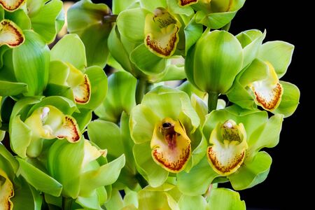 Colorful green orchid flower, cymbidium hybrid, isolated on black backgroundの写真素材