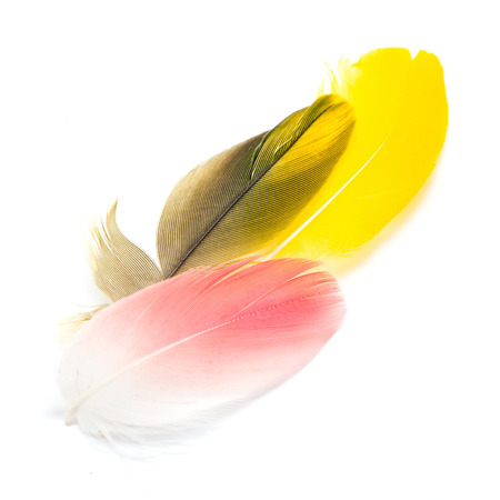 Colorful bird feathers isolated on white backgroundの写真素材