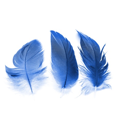 Colorful bird feathers, isolated on white backgroundの写真素材