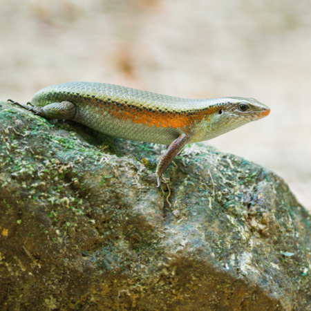 Many-lined Sun Skink (Common Slender Skink, Common Slender Skink, Green Crested Lizard), standing on the rockの写真素材