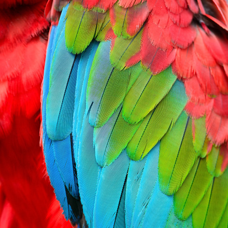 Beautiful background of Greenwinged Macaw feathers patternの写真素材