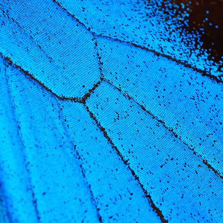 Blue butterfly wing, nature pattern texture backgroundの写真素材