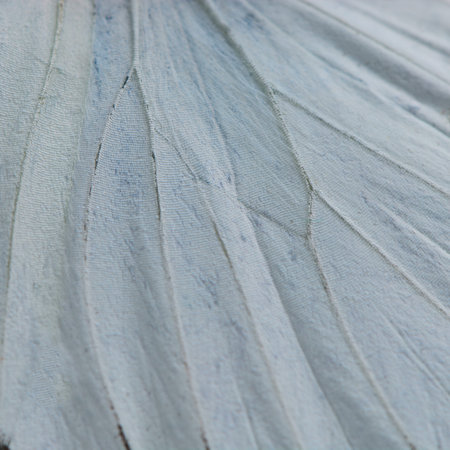 Nature texture, derived from white butterfly wing backgroundの写真素材
