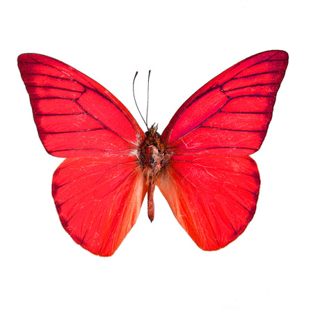 Red butterfly, Orange Albatross Butterfly (Appias nero galba) in fancy color profile, isolated on white backgroundの写真素材