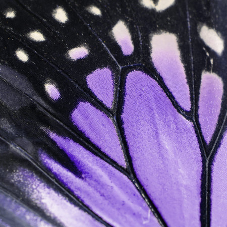 Nature texture, derived from purple butterfly wing backgroundの写真素材