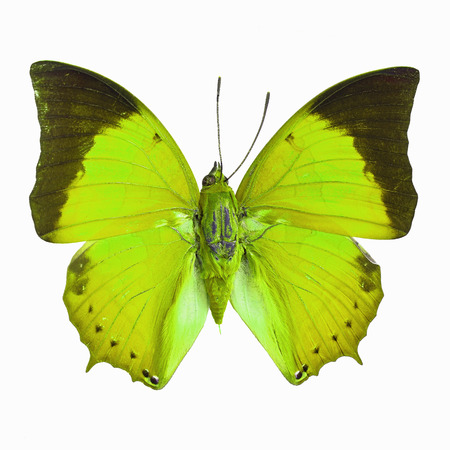 Green butterfly, Common Tawny Rajah (Charaxes bemardus) in fancy color profile, isolated on white backgroundの写真素材