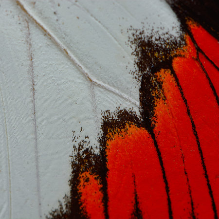 Nature texture, derived from red butterfly wing backgroundの写真素材