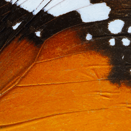 Nature texture, derived from orange butterfly wing backgroundの写真素材