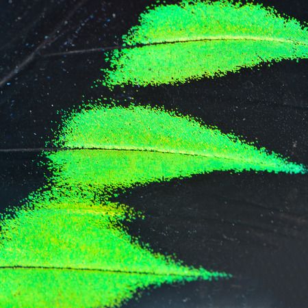 Nature texture, derived from green and black butterfly wing backgroundの写真素材
