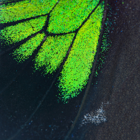 Nature texture, derived from green and black butterfly wing backgroundの写真素材