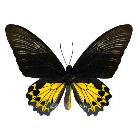 Butterfly of Malaysia, yellow and black butterfly, female Rajah Brooke's Birdwing, Rajah Brookiana (Trogonoptera brookiana), upper wing profileの写真素材