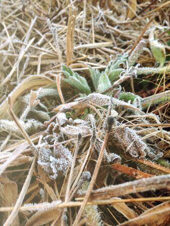 Frost the hayの素材