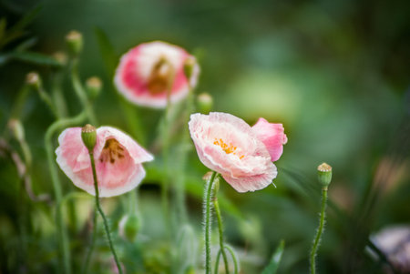 Flower Macro