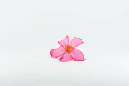 Pink Orchidの写真素材