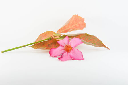 Pink Orchid With Autumn Leavesの写真素材