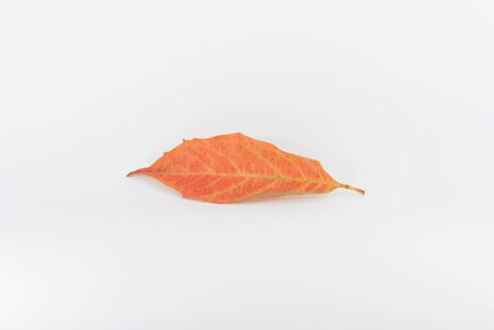 Autumn Leavesの写真素材