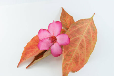 Pink orchid with leafの写真素材