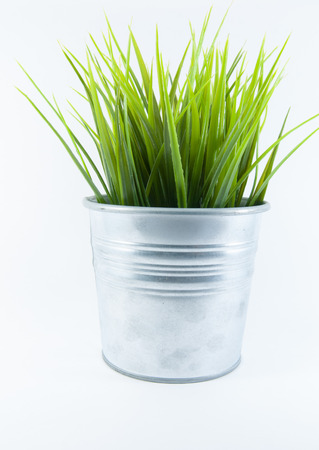 Grass in Steel potの写真素材