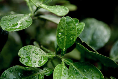 Plant with water dropの写真素材