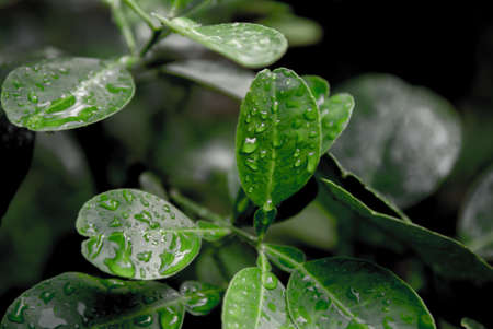Wet Leafの写真素材