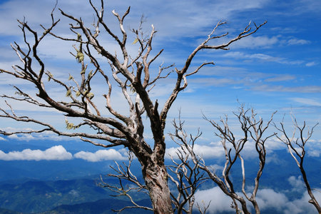 Leafless trees on the high mountain