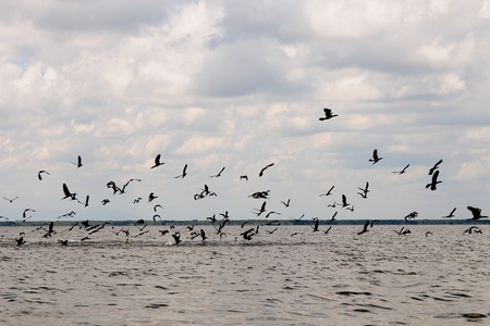 Flying Cormorantの写真素材