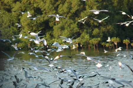Flying Seagull