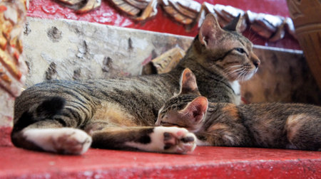 the mother cat and her child